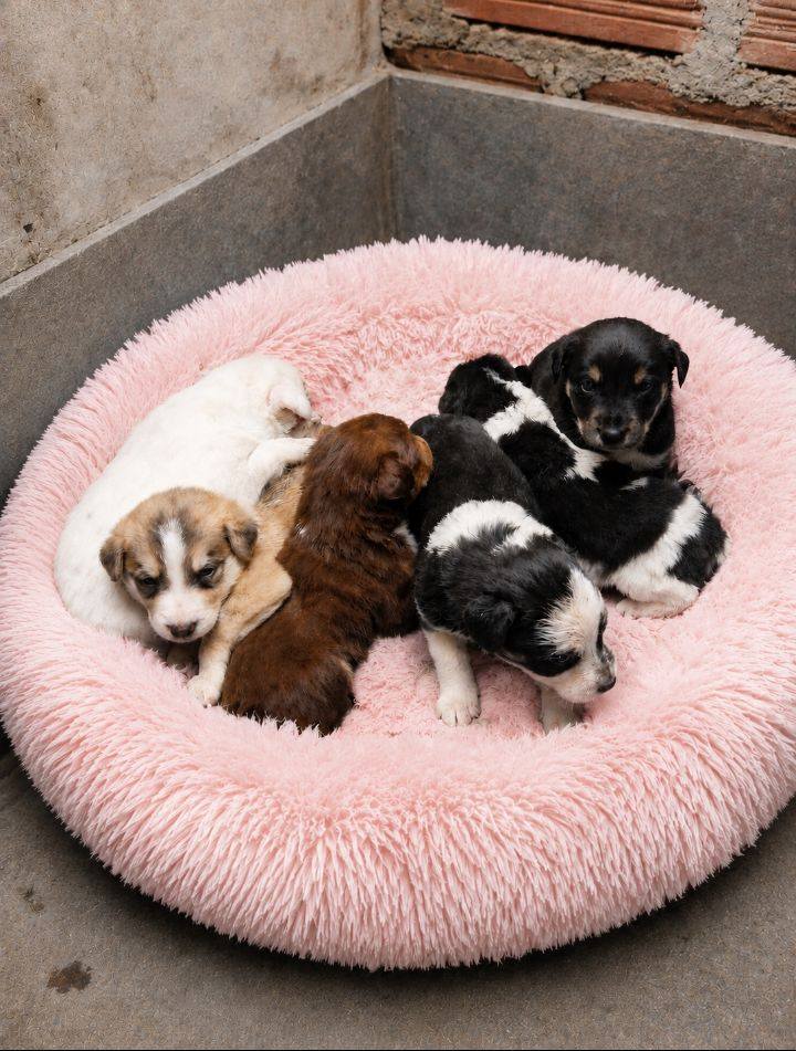 Cachorros disponibles para adopción en Neira, Caldas 