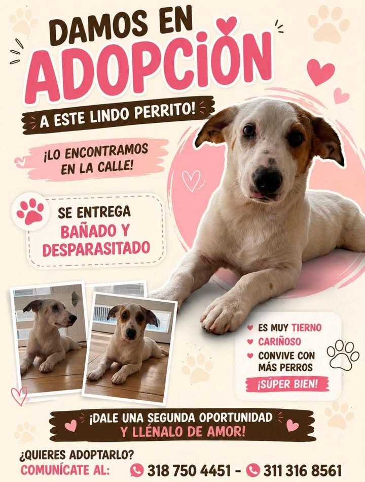 Perro blanco y cafe en adopción en Tuluá 