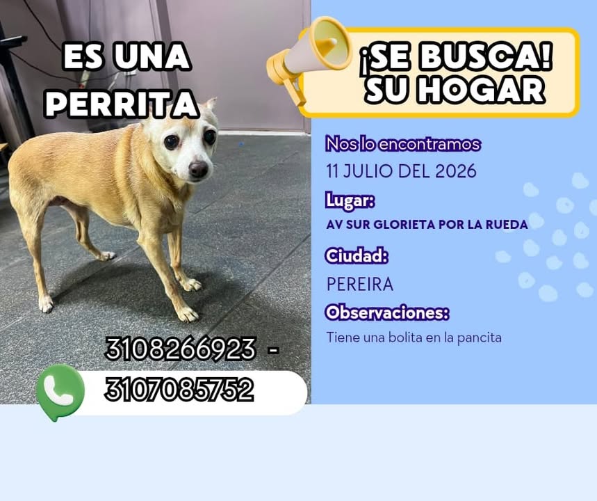 Perra en adopción en Pereira, Risaralda 