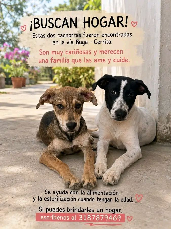 Cachorros encontrados en Tuluá buscando hogar 