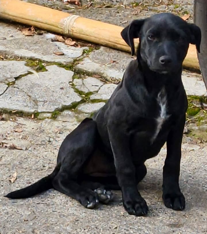 Linda Perrita en busca de hogar responsable en Pereira 
