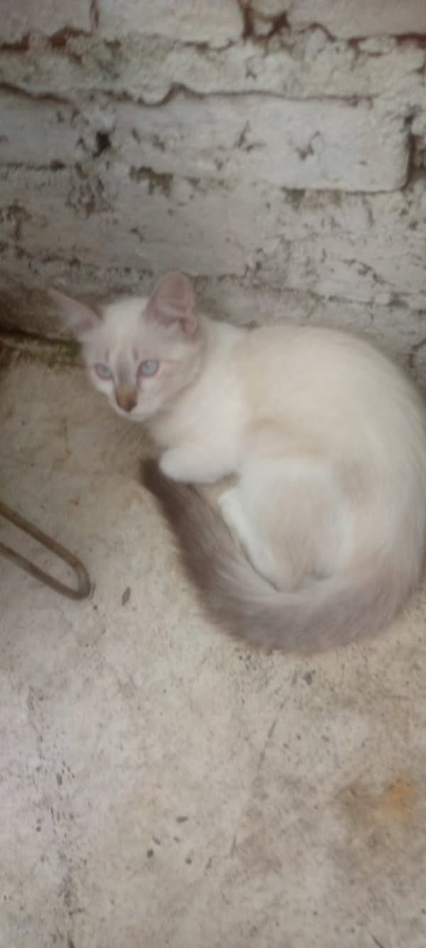 Gato blanco con ojos azules encontrado en Cali 