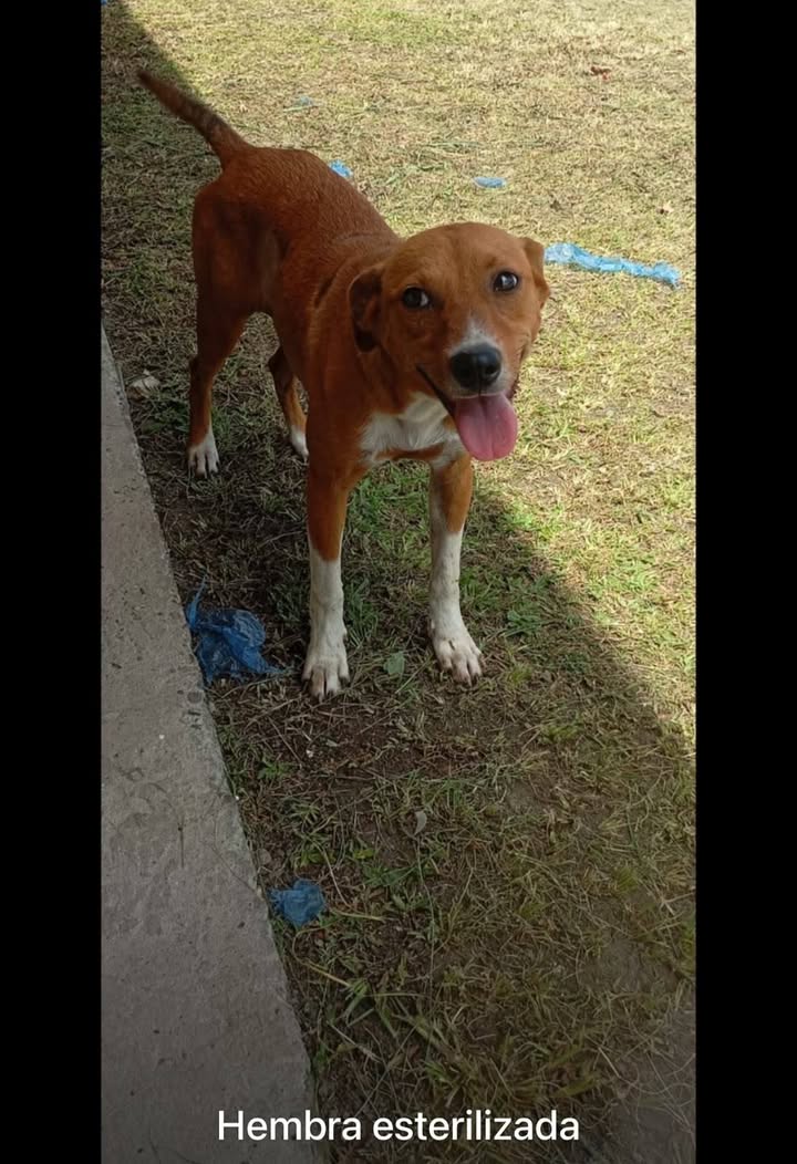 Adopta cachorros abandonados en Santa Rosa de Cabal, Risaralda 