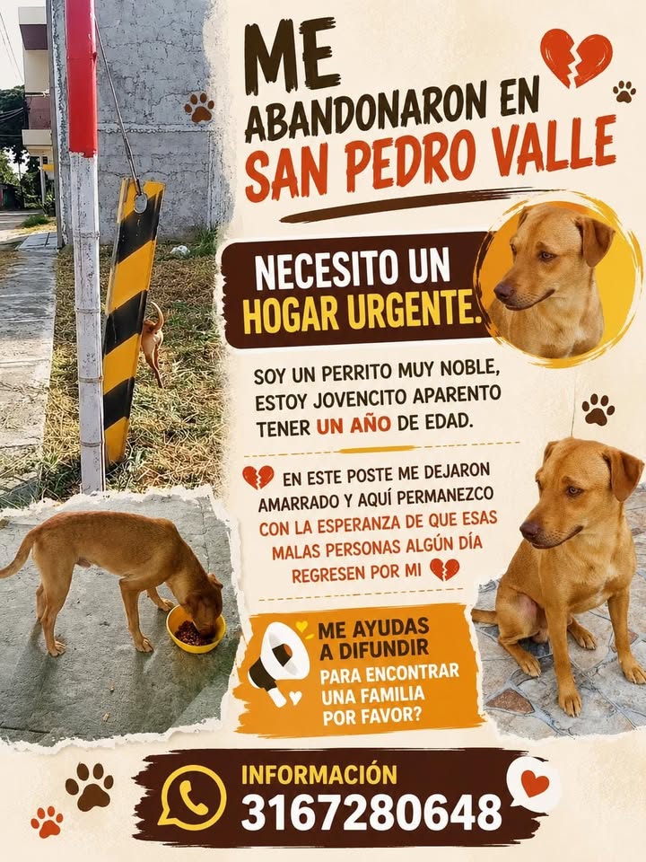 Perrito joven en busca de un nuevo hogar urgente en San Pedro 