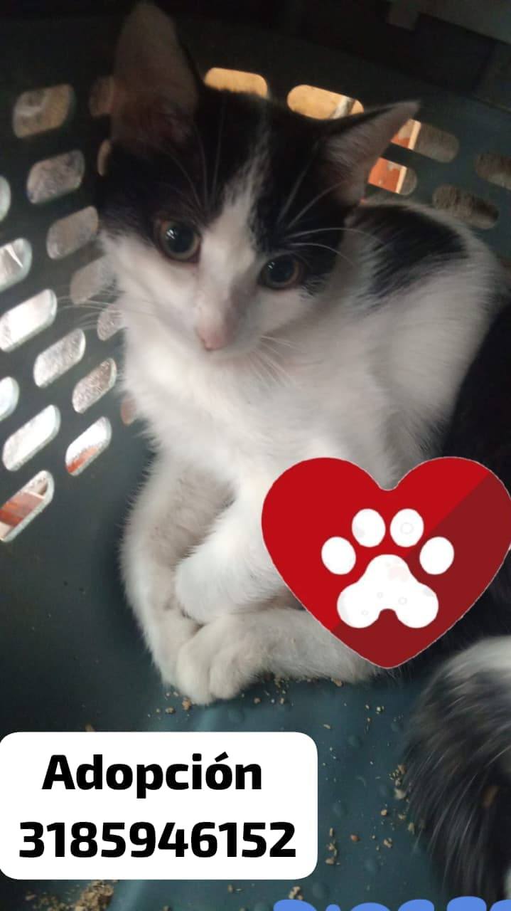 Gatito en adopción en Tuluá, Valle 
