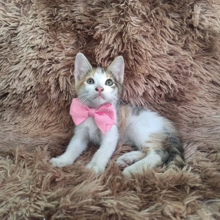 Gatitos en adopción responsable en Pereira 