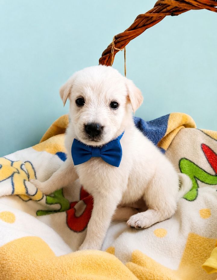 Perro cachorro blanco en Neira, Caldas busca hogar 