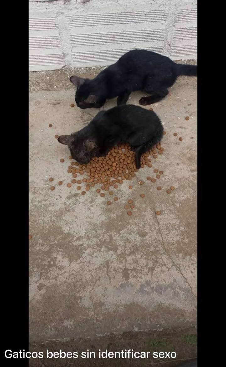 Adopta cachorros abandonados en Santa Rosa de Cabal, Risaralda 