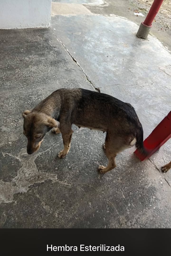 Adopta cachorros abandonados en Santa Rosa de Cabal, Risaralda 