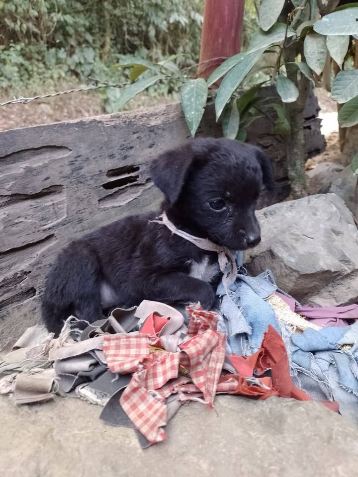 Cachorros en adopción responsable en Tuluá 
