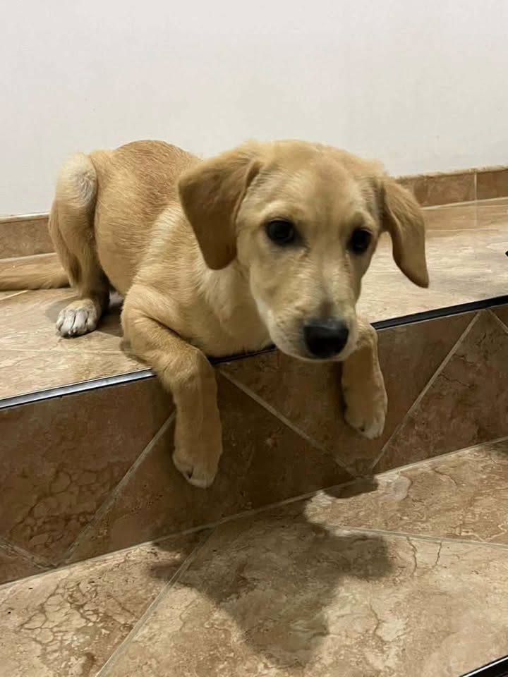 Perro buscando hogar responsable en Pereira 