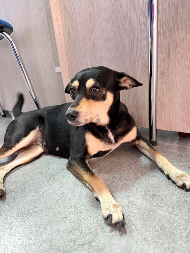 Perrita encontrada en Pereira, Risaralda 