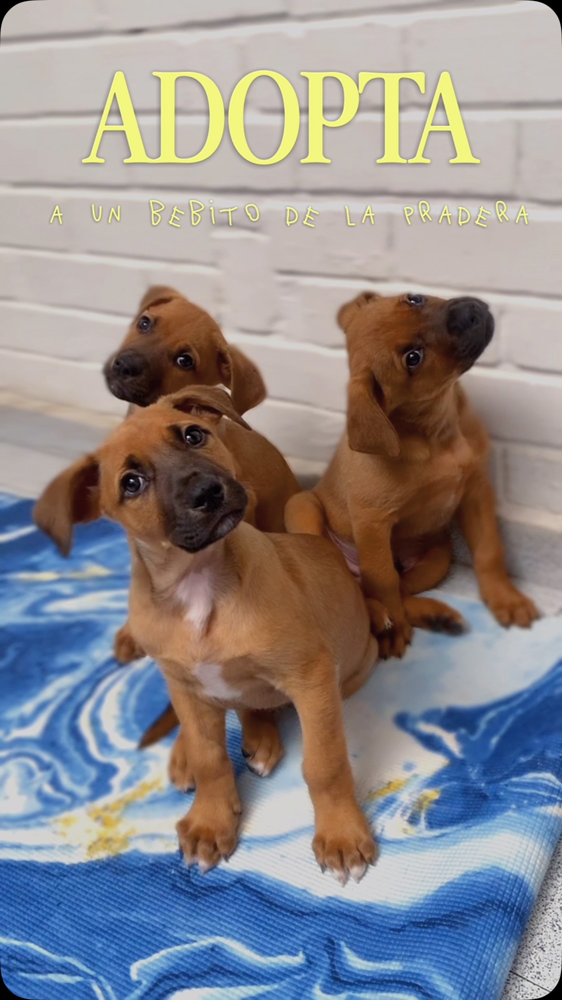 Cachorros disponibles para adopción en Bogotá 