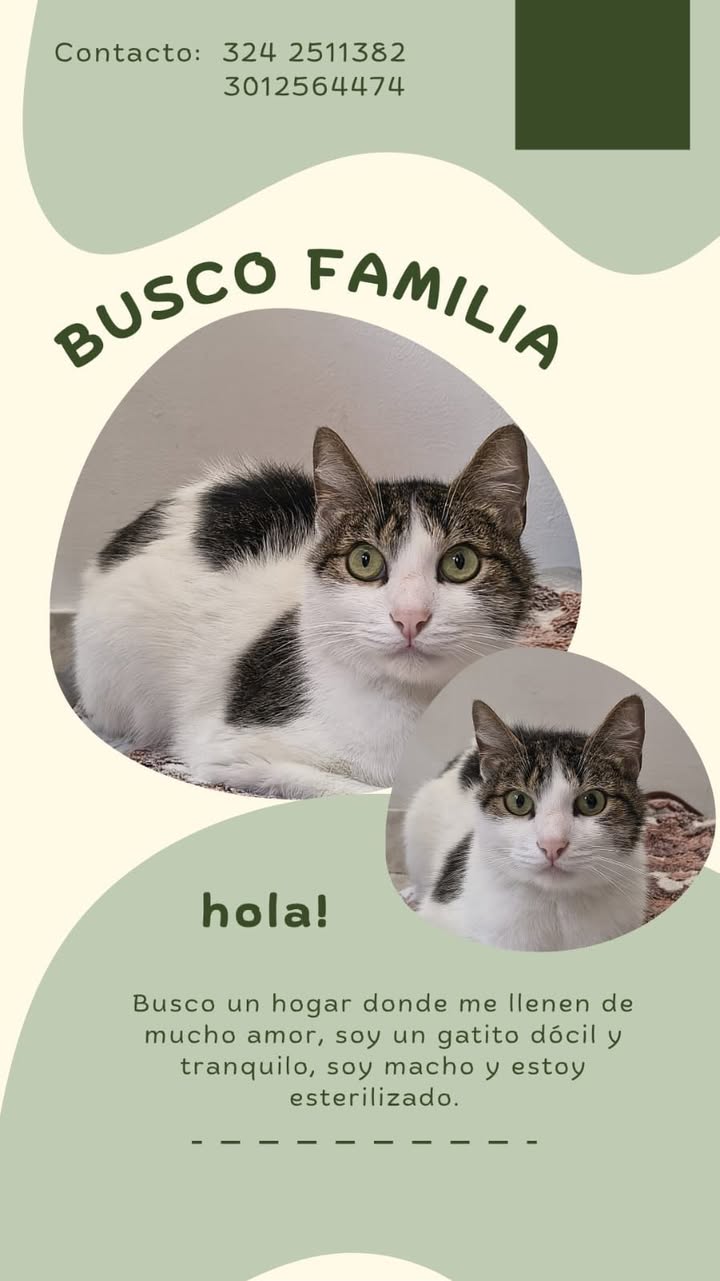 Gatito busca familia en Neira, Caldas 