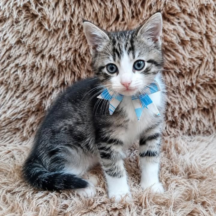 Gatitos en adopción responsable en Pereira 