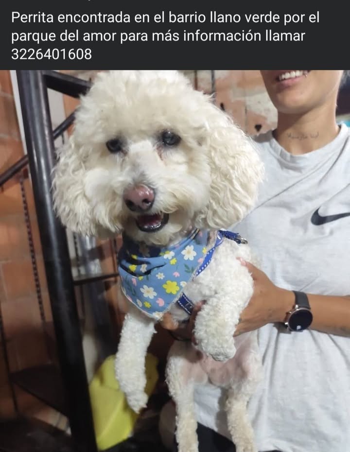 Perrita encontrada en Cali, Valle 
