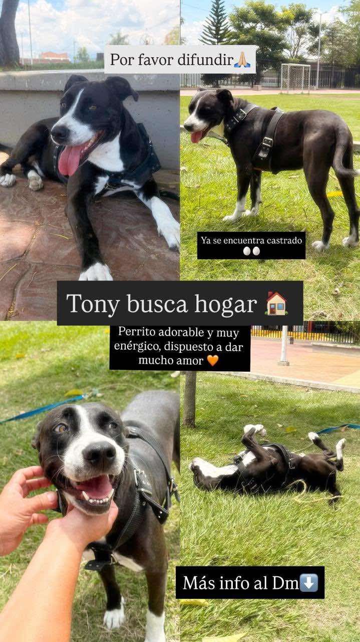 Tony busca hogar perro adorable Tuluá 
