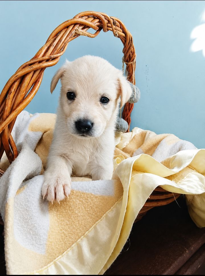Cachorro blanco en adopción en Neira, Caldas 