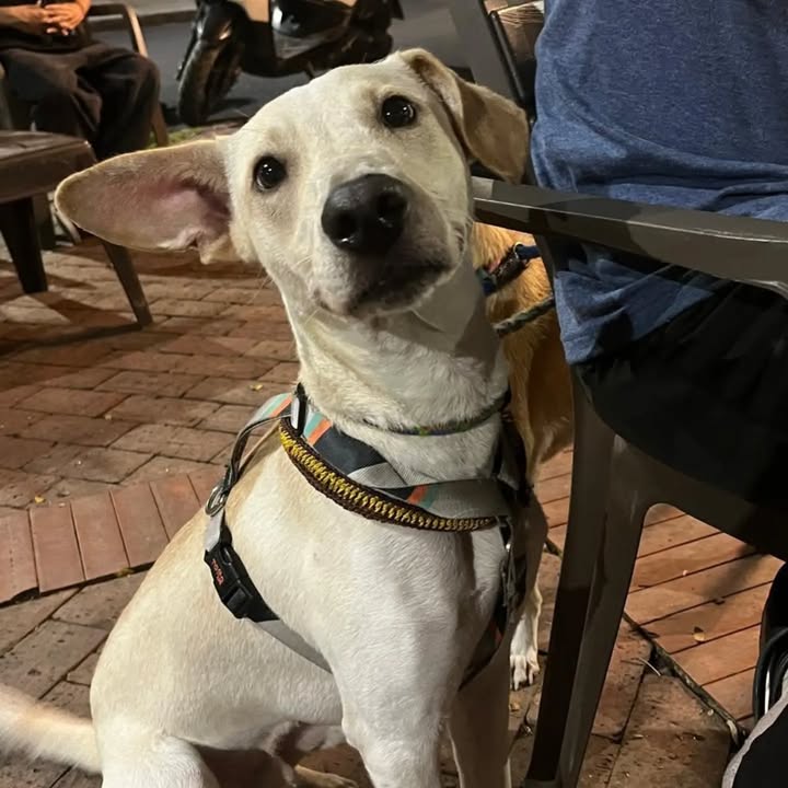 Perro de 11 meses en adopción en Pereira, Colombia 