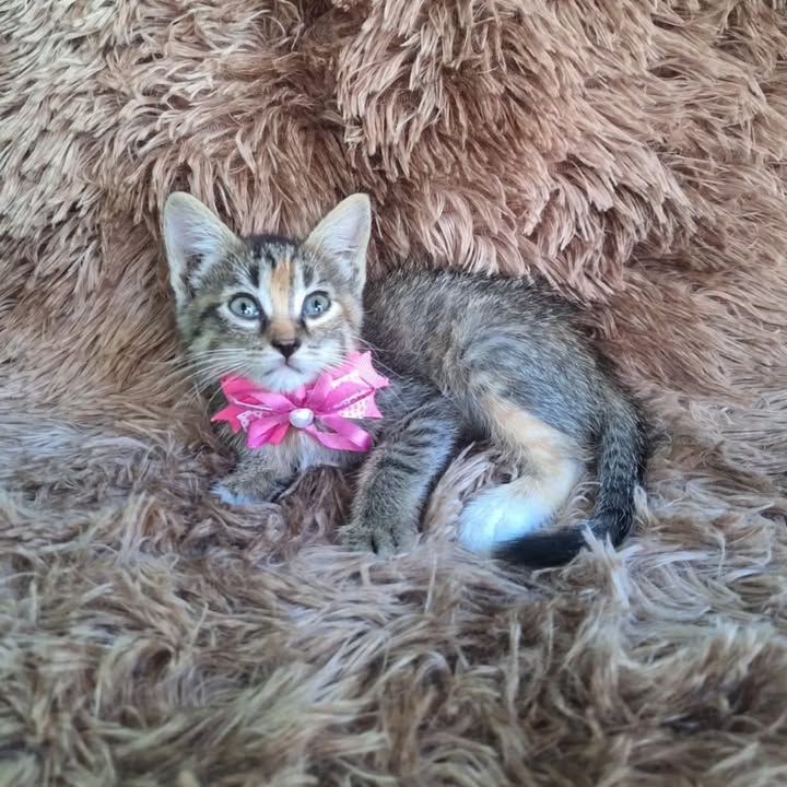 Gatitos en adopción responsable en Pereira 