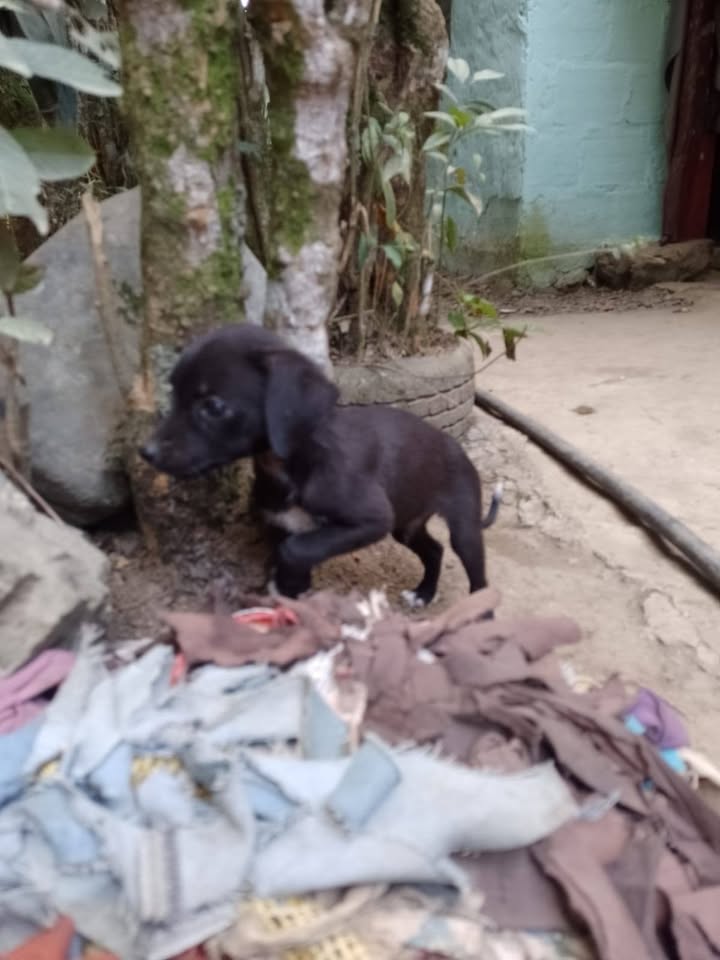 Cachorros en adopción responsable en Tuluá 