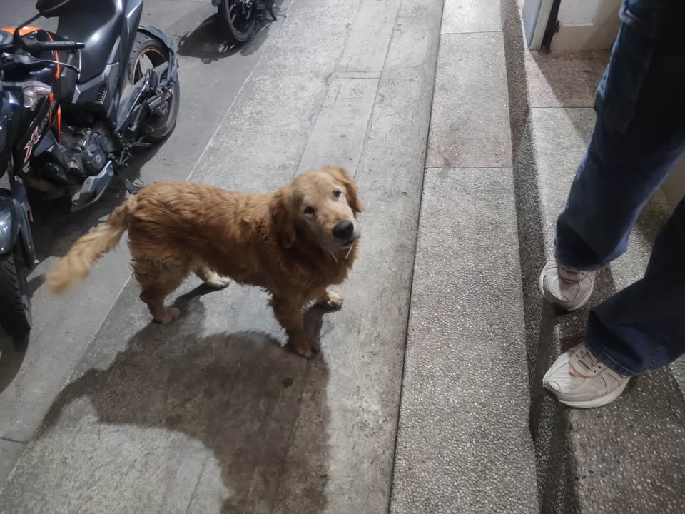 Se busca hogar de paso o adoptantes para perro en Pasto, Nariño 