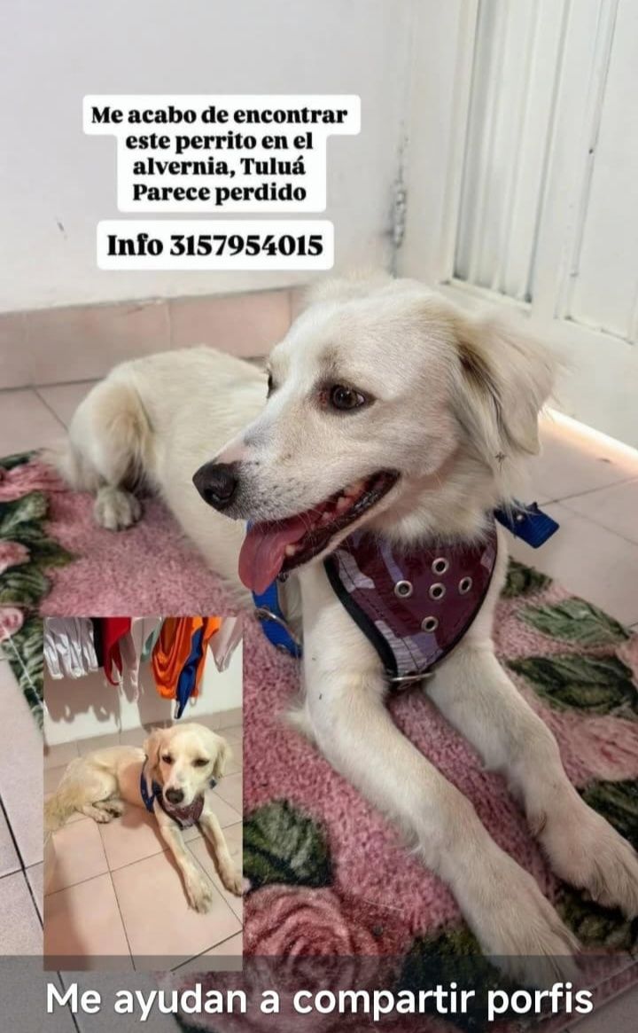 Perro encontrado en Tuluá, Valle 