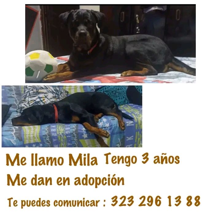 Mila, Rottweiler de 3 años en adopción en Tuluá 