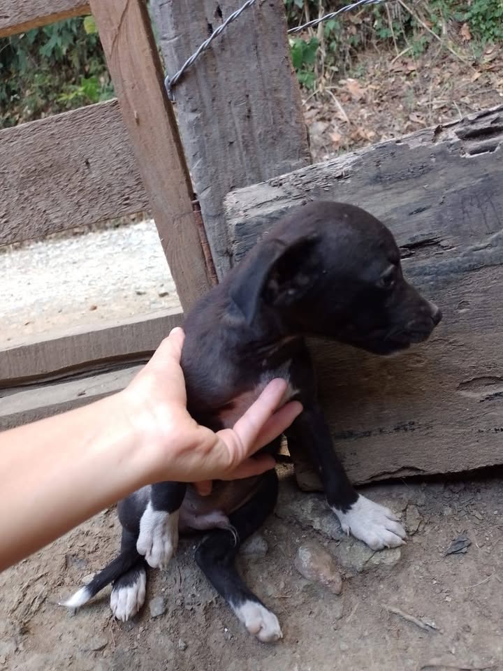 Cachorros en adopción responsable en Tuluá 