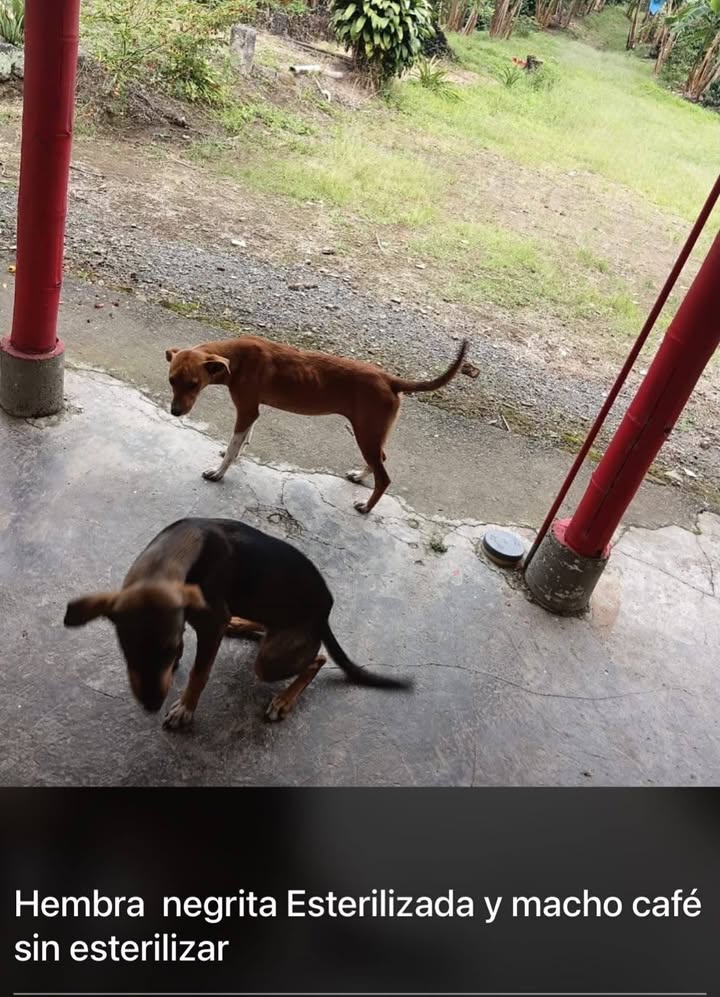 Adopta cachorros abandonados en Santa Rosa de Cabal, Risaralda 