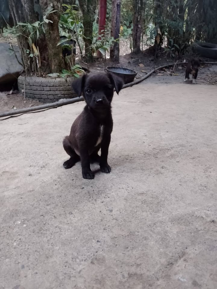 Cachorros en adopción responsable en Tuluá 