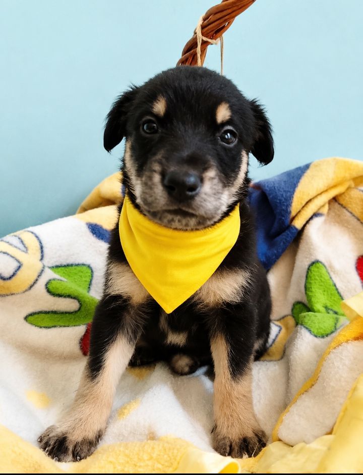 Perro cachorro en adopción en Neira, Caldas 