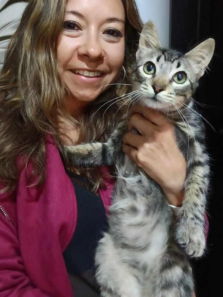 Gatita Amapola lista para adopción en Bogotá 