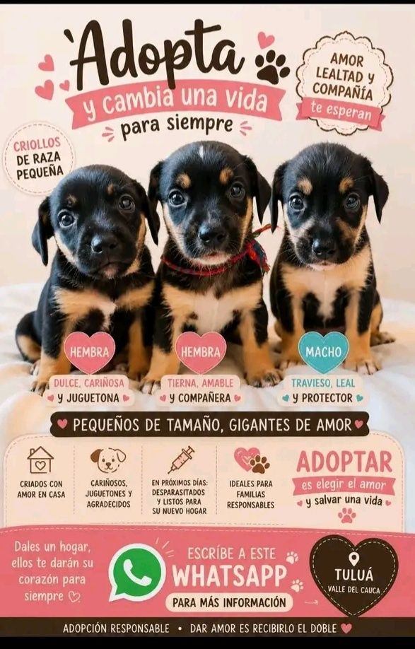 Cachorros mestizos en adopción en Tuluá, Valle 