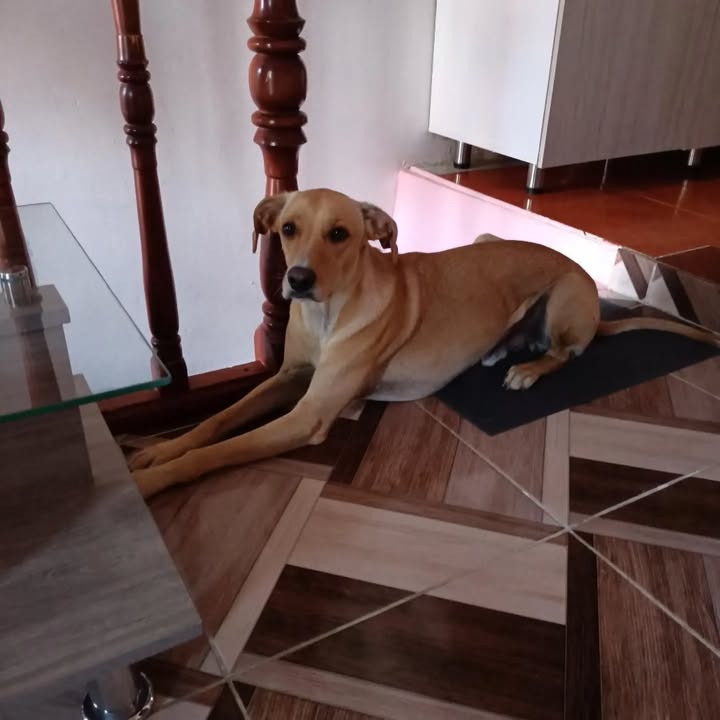 Perro en adopción en Pereira, Risaralda 