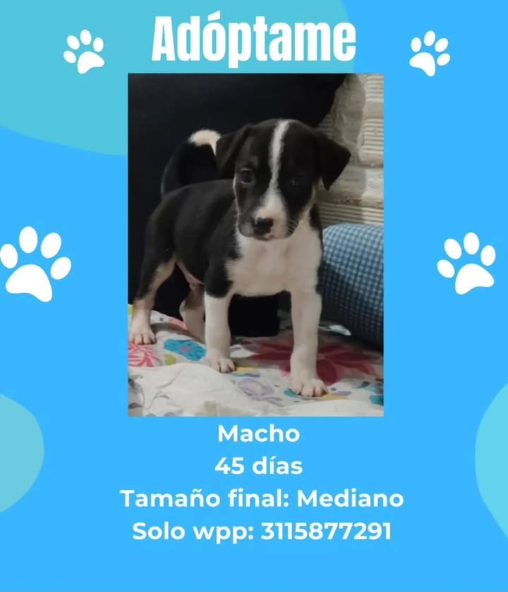 Adopta un perro en Pereira, Risaralda 