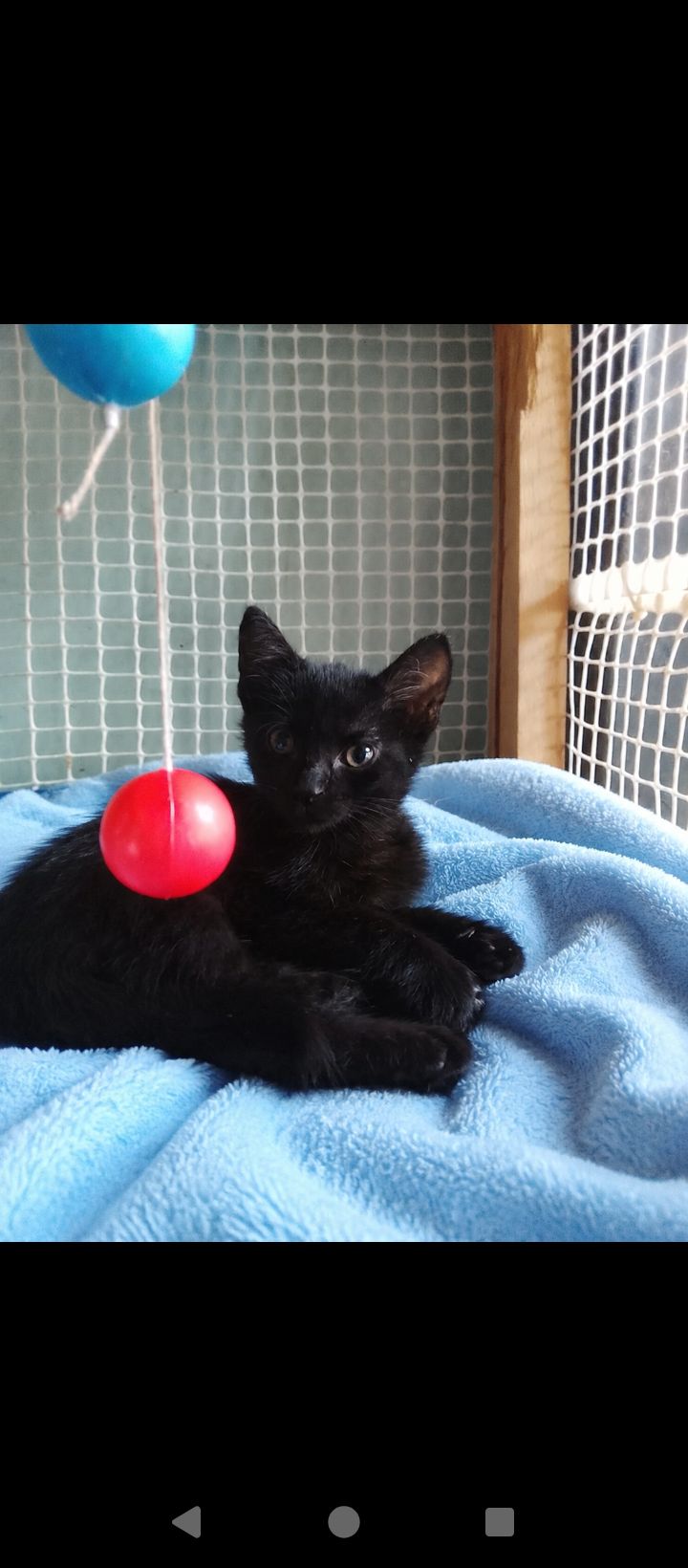 Gatita en adopción en Neira, Caldas 