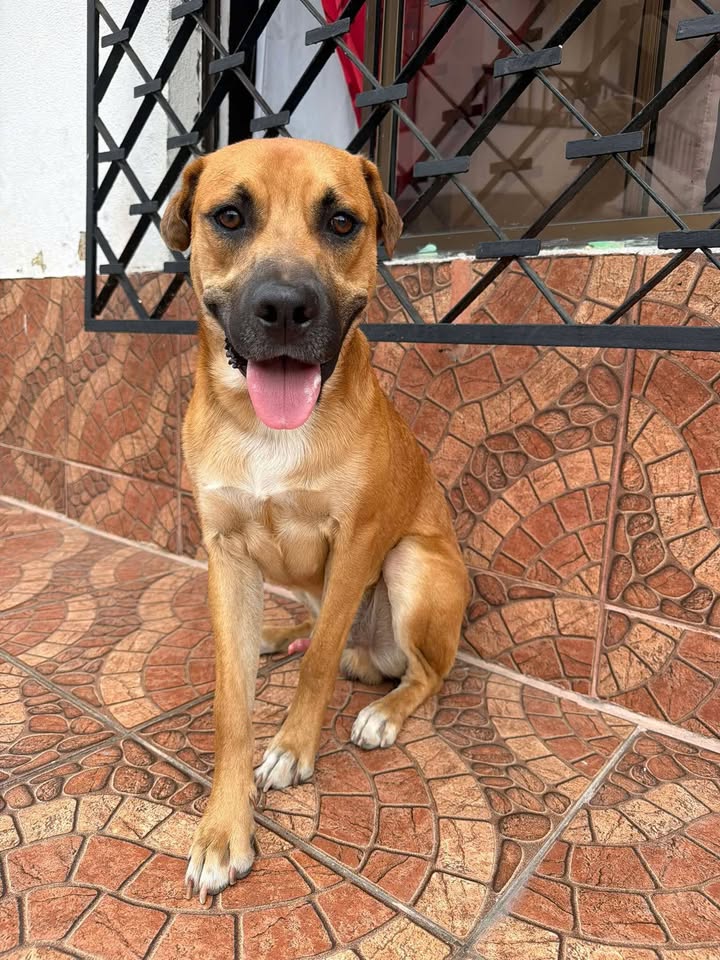 Perro en adopción en Pereira, Risaralda 