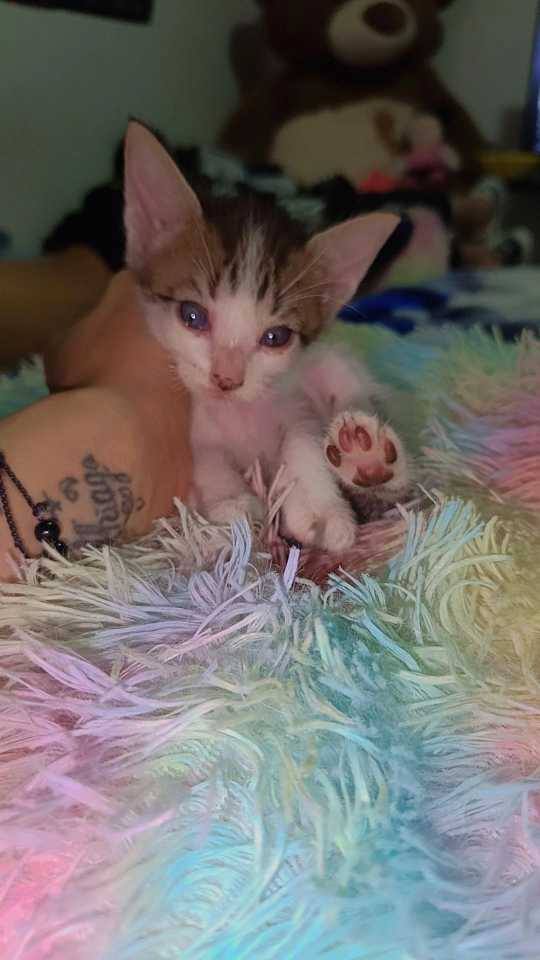 Adopta Gatitos en Pereira 