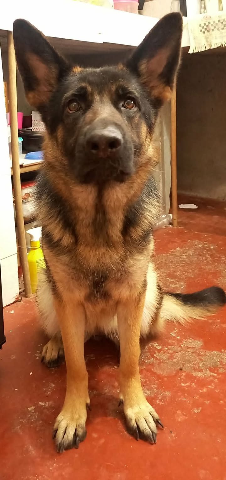 Perrita en adopción en Pereira 