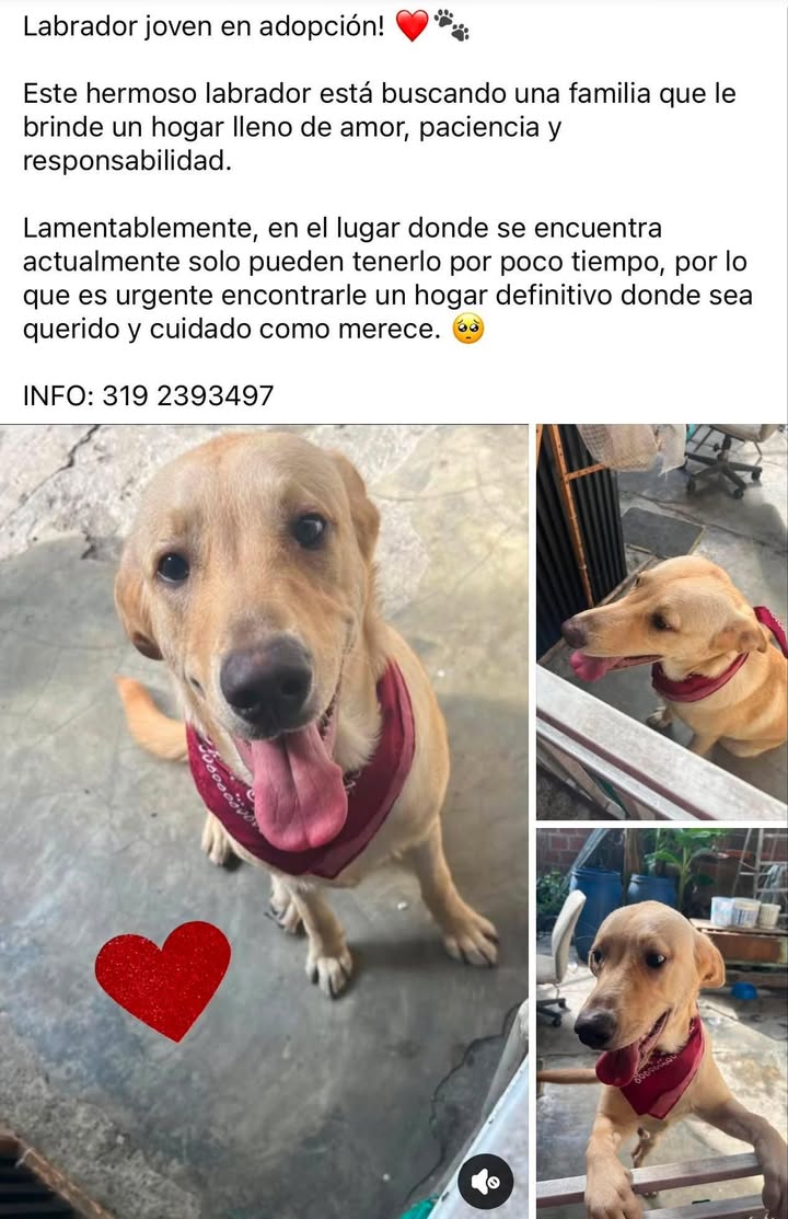 Labrador joven en adopción en Tuluá 