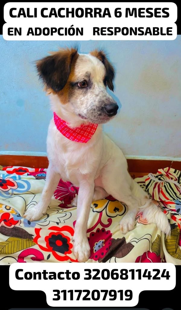 Cachorra en adopción responsable Cali 