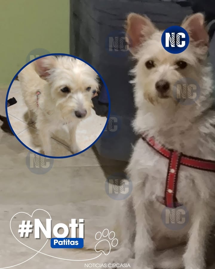 Perrito encontrado en Circasia, Quindío busca a sus dueños 