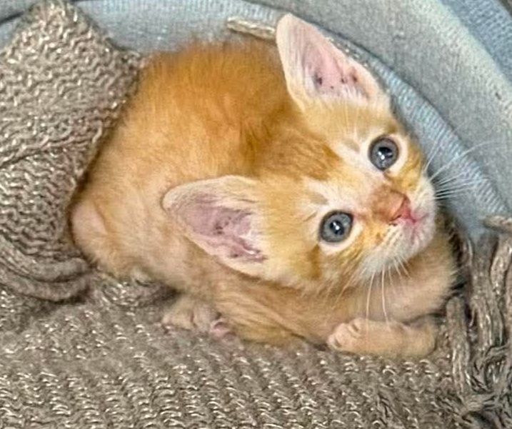 Gato Naranja Busca Hogar Responsable en Pereira 