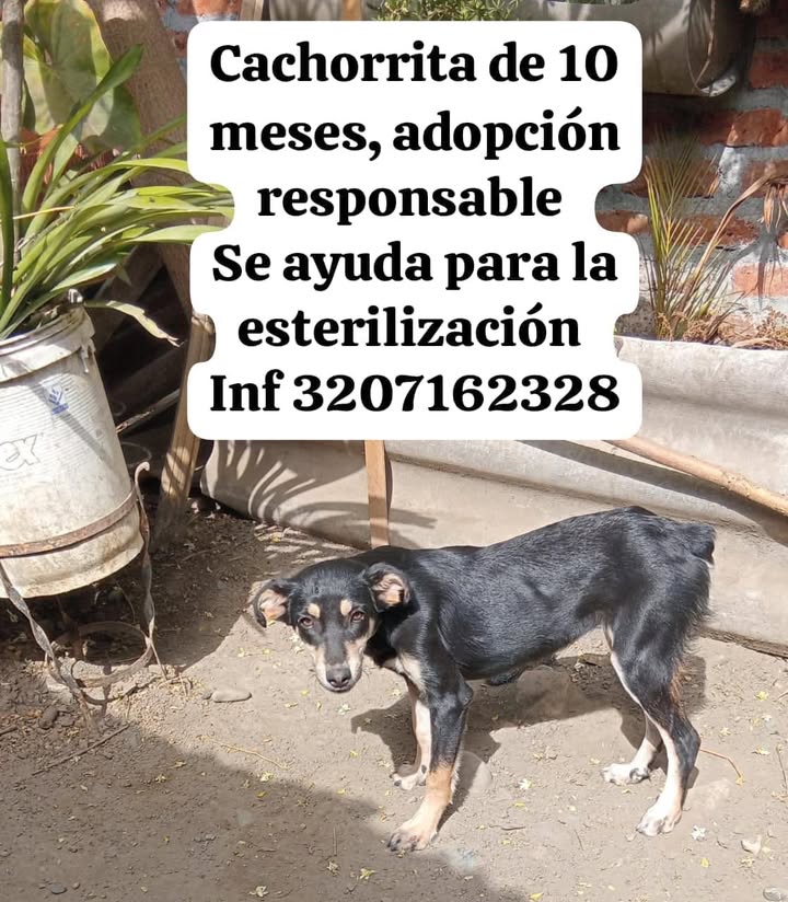 Cachorrita en adopción responsable en Tuluá, Valle 