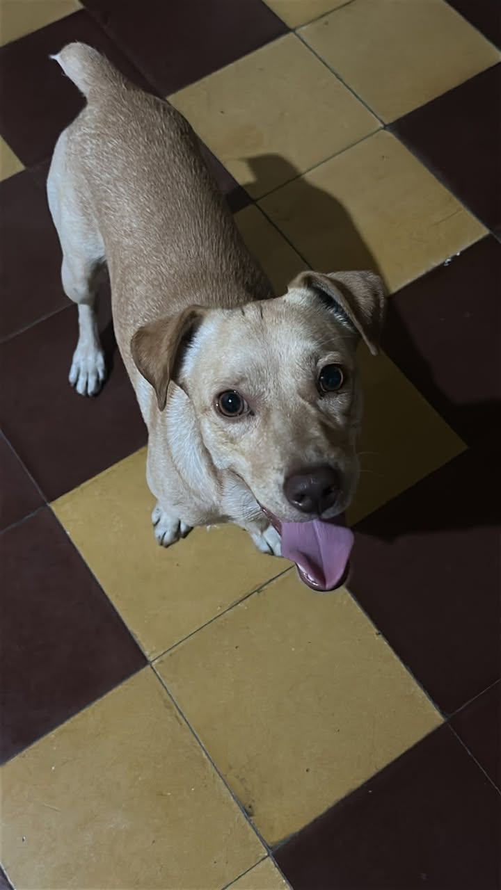 Perro encontrado en Tuluá, Valle 