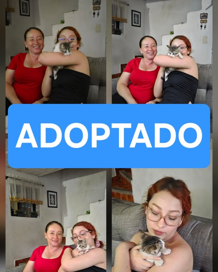 Perro Lucca en adopción en Armenia, Quindío 