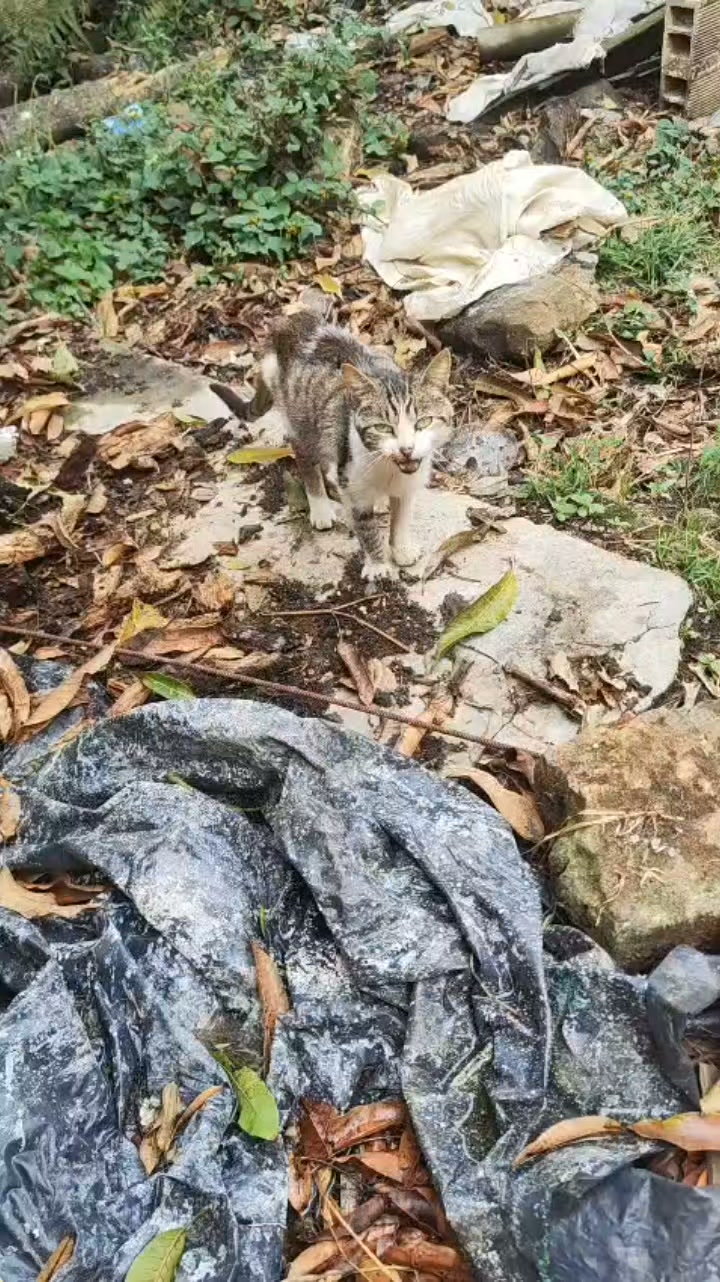 Gato encontrado en Amagá, Antioquia 