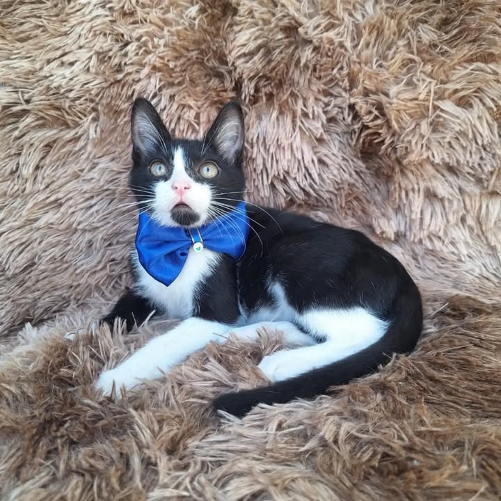 Gatitos en adopción responsable en Pereira 