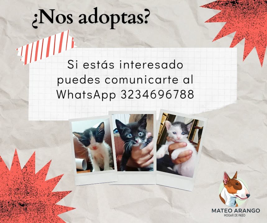 Gatitos buscando hogar en Manizales 